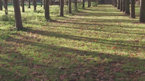 Sunrays lighting ground between park trees, London, United Kingdom Stock Footage 293125837
