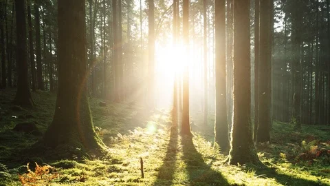 Sunrays in magic mossy forest landscape 스톡 동영상 116630558