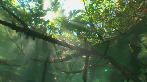 Sunrays in Mangroves Stock Footage 53281868