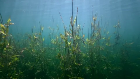 Sunrays moving over aquatic grass in a freshwater lake horizontal Stock Footage 344687024