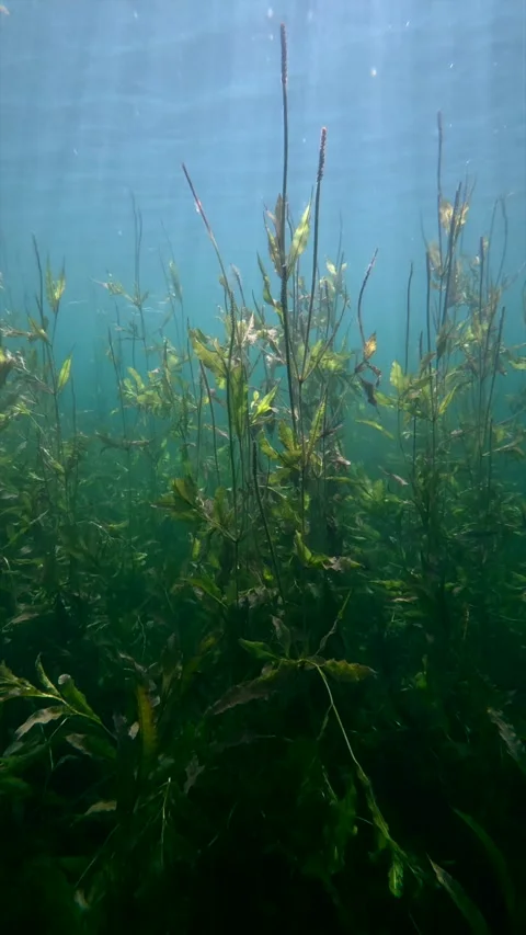Sunrays moving through submerged aquatic grass in freshwater lake vertical Stock Footage 344687020