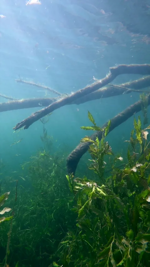 Sunrays over a submerged tree in a freshwater lake vertical Stock Footage 344686693