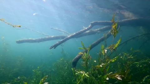 Sunrays over a submerged tree in a freshwater lake horizontal Stock Footage 344686700