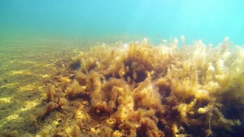 Sunrays over watermilfoil plants with algae, underwater shot. Stock Footage 83198110