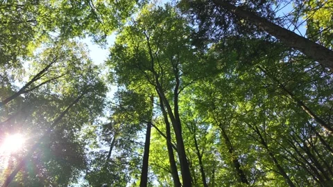 Sunrays Passing Through Green Leaves and Branches of Tall Trees in a Thick Fores 库存影片 288087092