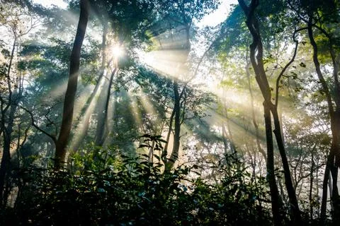 Sunrays passing through trees Stock Photos