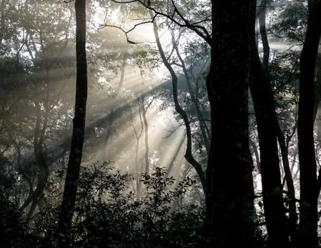 Sunrays passing through trees 写真素材