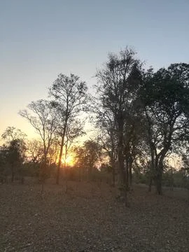 The sunrays passing the tree Foto stock