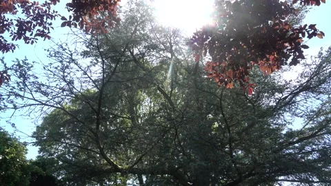Sunrays peaking through fresh leaves. The sunshines through the trees Stock Footage 132026599