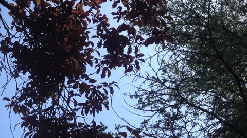 Sunrays peaking through fresh leaves. The sunshines through the trees Stock Footage 132036186