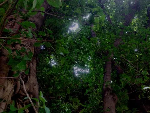 Sunrays peeping inside through small areas in a dense forest as seen from the Stock Photos