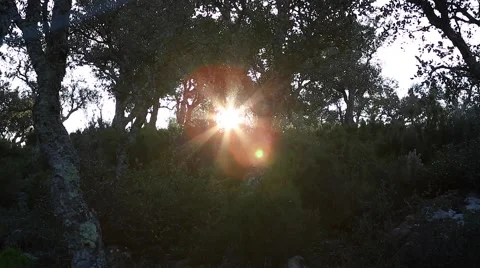 Sunrays penetrate through the crowns of pine trees in Andalusia, Spain.  Video stock 52954879