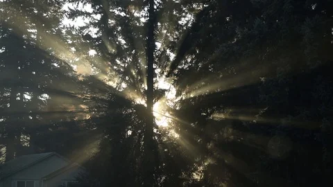 Sunrays penetrating through tree branches after waking up early in the morning. Stock Footage 119034585