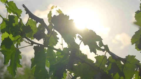 Sunrays piercing through vineyard leaves Stock Footage 249284420