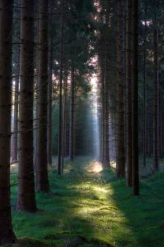 Sunrays in a pine forest at dawn Stock Photos