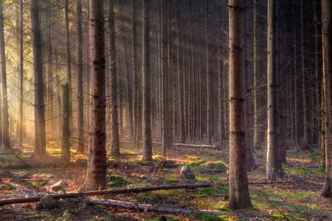 Sunrays in pine forest Stock Photos