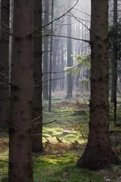 Sunrays in pineforest Stock Photos
