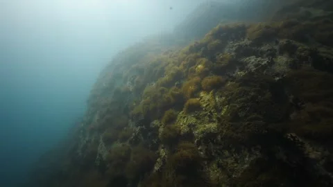 Sunrays on Pinnacle covered with Anemones Stock Footage 271528379