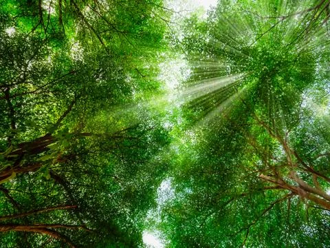 Sunrays shine through the branches of Ivory Coast almond trees view from belo Foto stock