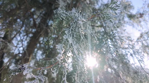 Sunrays shine through hoarfrost-covered thick foliage of cypress, backlit by sun 動画素材 330035780