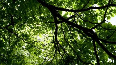 Sunrays shine through the leaves of the trees Stock Footage 129714710