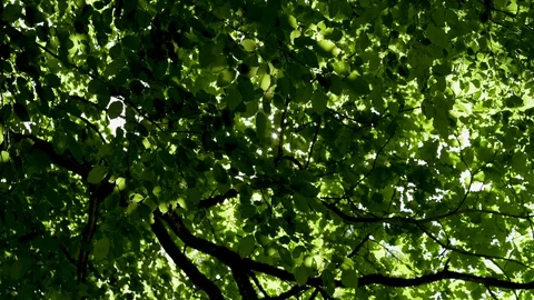 Sunrays shine through the leaves of the trees Stock Footage 129714765