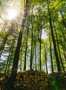 Sunrays shine through tree tops with wood stack in green forest Stock Photos