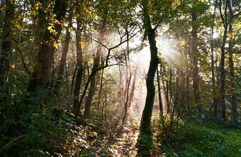 Sunrays shine through the trees in Oktober Stock Photos