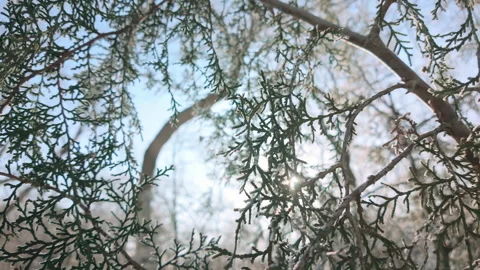 Sunrays shines through coniferous branches of cypress, backlit by sunlight Vídeo Stock 330539681