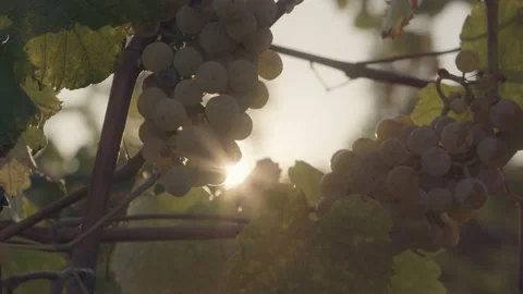 Sunrays shining through branches of white grapes in vineyard Stock Footage 169871659