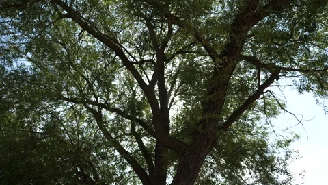 Sunrays Shining Through Tree - Leaves Blowing In The Wind 库存影片 136699631