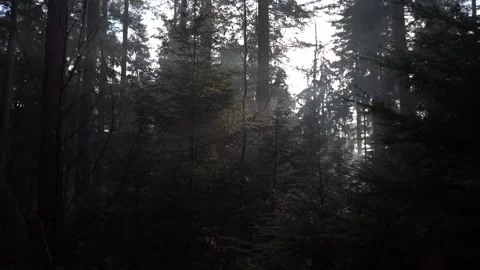 Sunrays shining through the trees during a morning in fall Видео 255613446