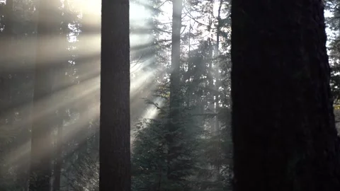 Sunrays shining through the trees during a morning in fall Видео 255613459