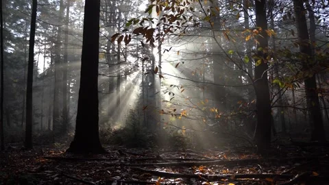 Sunrays shining through the trees during a morning in fall Видео 255613461