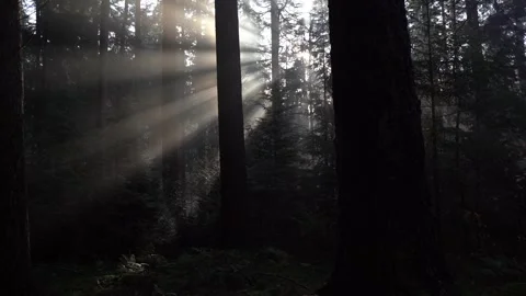 Sunrays shining through the trees during a morning walk in fall Видео 255613464