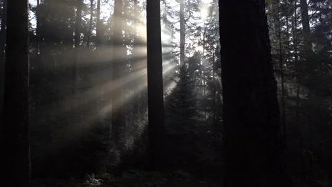 Sunrays shining through the trees during a morning in fall Видео 255613465