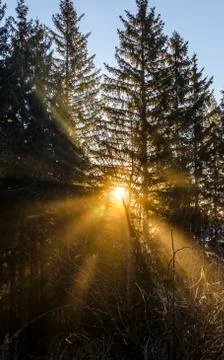 Sunrays shining through trees Stock Photos