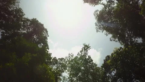 Sunrays shining through the trees in rain forest cinematic Video stock 145243701