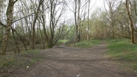 Sunrays Skipping Through Bare Trees Stock Footage 88999982