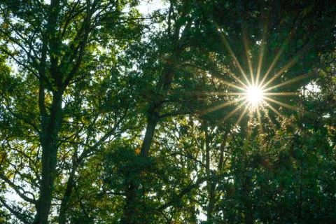 Sunrays in the summer forest woods Stock Photos