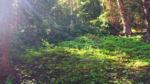 Sunrays sun rays sunburst through spruce trees forest on Colorado Royal elk Stock Footage 249346316