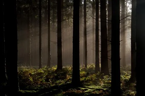 Sunrays at sunrise in a dark pine forest Stock Photos