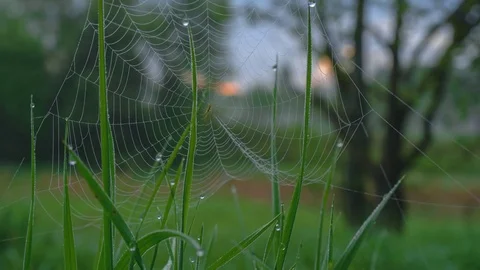 Sunrays thgrough the web Stock Footage 76042524