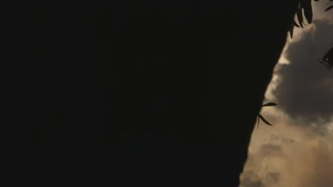 Sunrays through branches at dusk Stock Footage 89971955