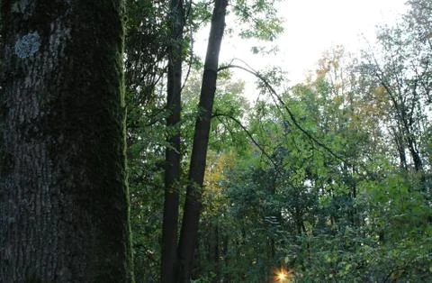 Sunrays through the branches Stock Photos