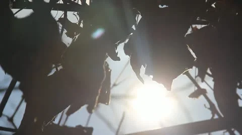 Sunrays through dry leafs Stock Footage