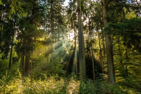 Sunrays through the green trees of the forest Stockfoto's