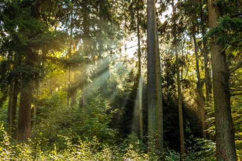 Sunrays through the green trees of the forest Stock Photos