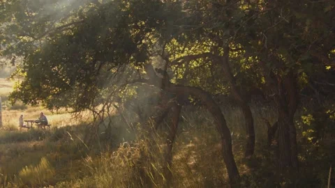 Sunrays through leaves Stock Footage 149304942