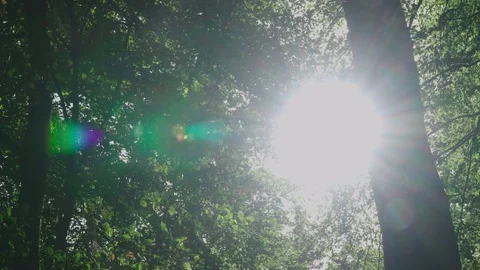 Sunrays through the leaves of a forest Stock Footage 97071997